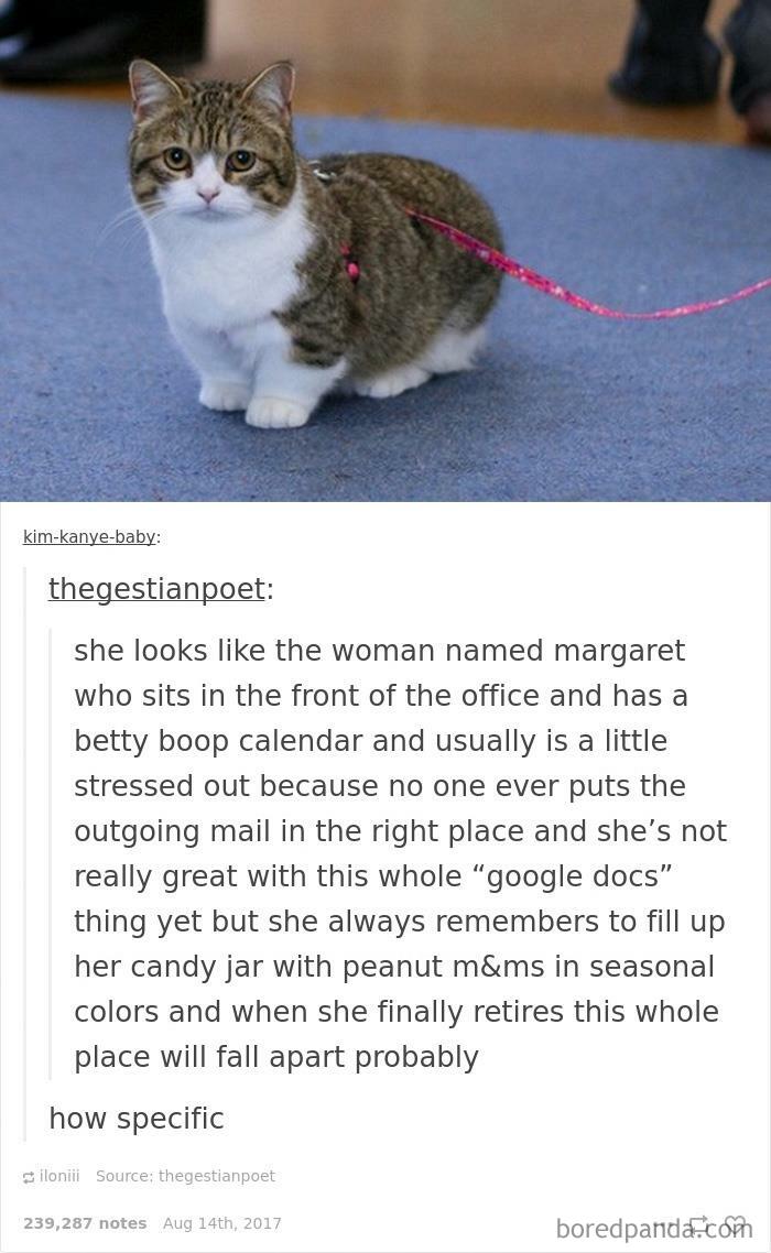 50 Funny Cat Jokes Created By People Clearly Living With One