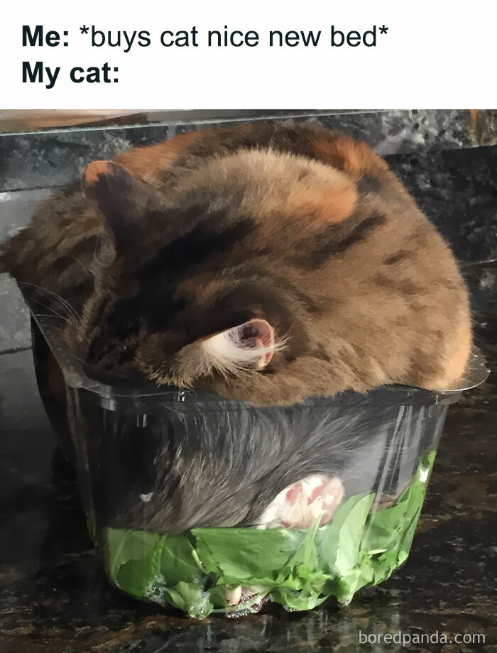50 Funny Cat Jokes Created By People Clearly Living With One