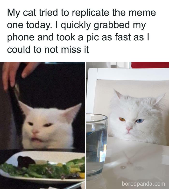 50 Funny Cat Jokes Created By People Clearly Living With One