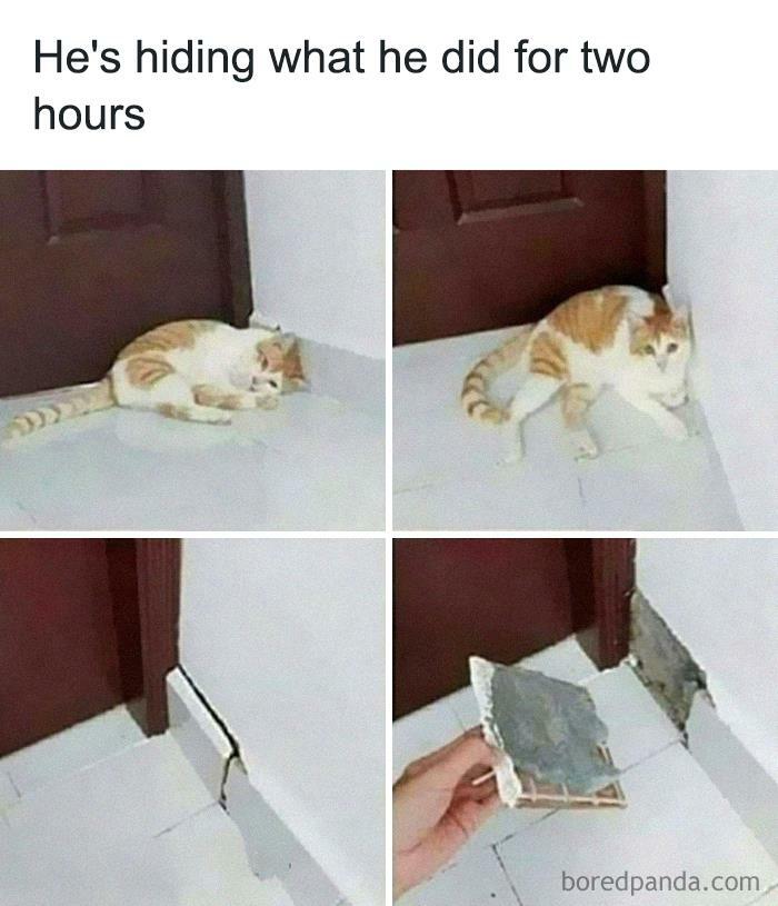 50 Funny Cat Jokes Created By People Clearly Living With One