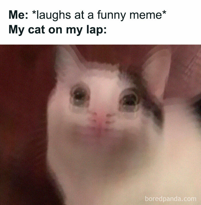 50 Funny Cat Jokes Created By People Clearly Living With One