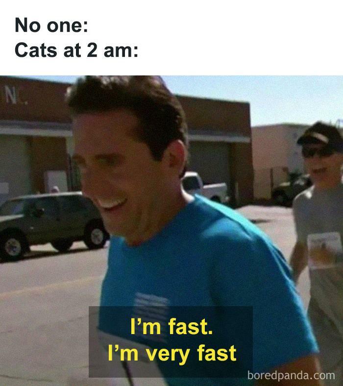 50 Funny Cat Jokes Created By People Clearly Living With One