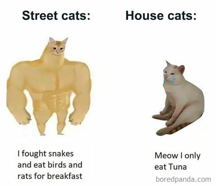 50 Funny Cat Jokes Created By People Clearly Living With One