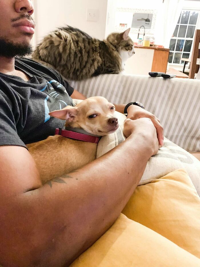 &#8220;I Don&#8217;t Like Small Dogs&#8221; Guy Is Won Over By A Sneaky Chihuahua Which He Now Tucks In To Sleep Every Night