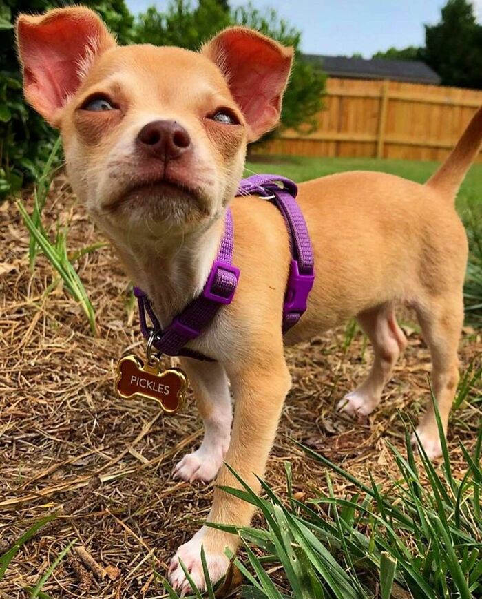 &#8220;I Don&#8217;t Like Small Dogs&#8221; Guy Is Won Over By A Sneaky Chihuahua Which He Now Tucks In To Sleep Every Night