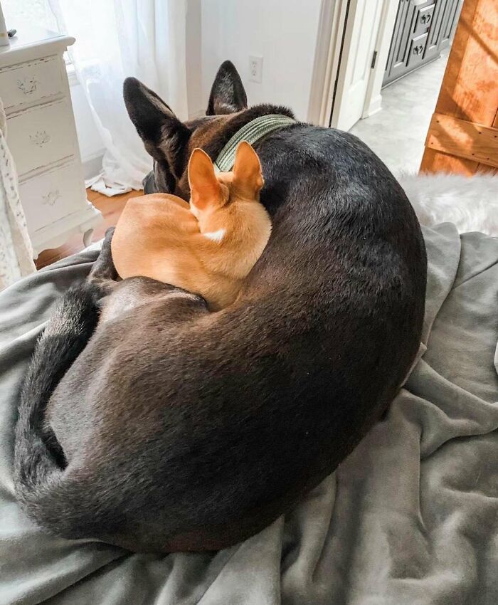 &#8220;I Don&#8217;t Like Small Dogs&#8221; Guy Is Won Over By A Sneaky Chihuahua Which He Now Tucks In To Sleep Every Night