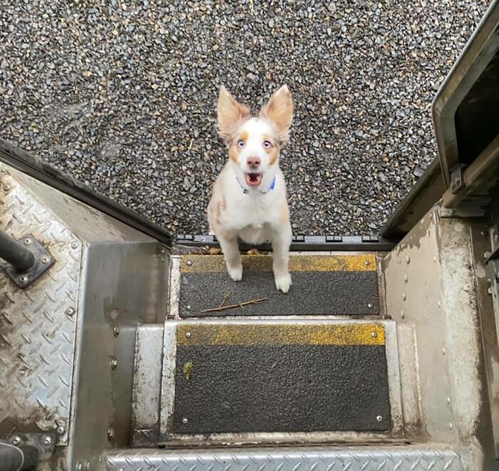35 Times UPS Drivers Were Lucky To Meet Dogs On Their Routes And Shared The Pics On This Group (New Pics)