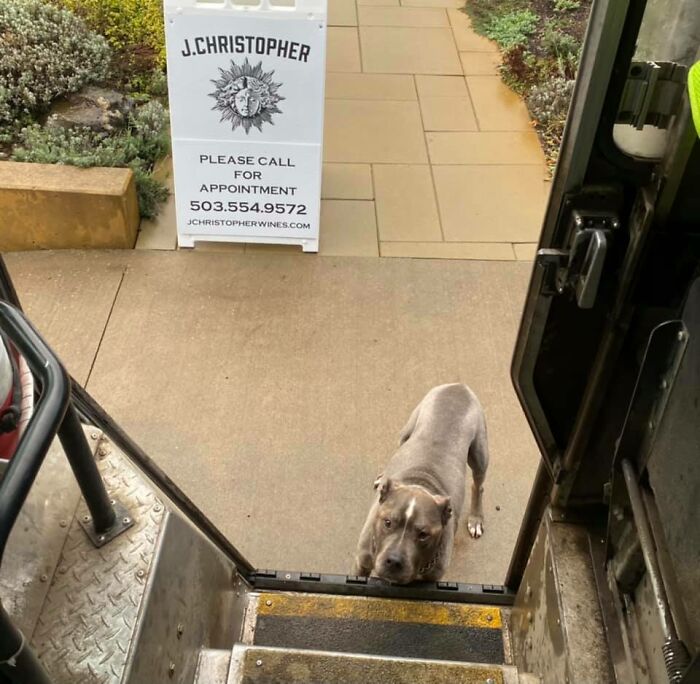 35 Times UPS Drivers Were Lucky To Meet Dogs On Their Routes And Shared The Pics On This Group (New Pics)