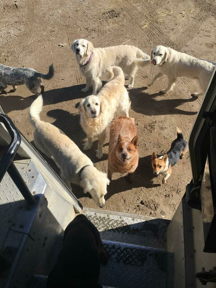 35 Times UPS Drivers Were Lucky To Meet Dogs On Their Routes And Shared The Pics On This Group (New Pics)