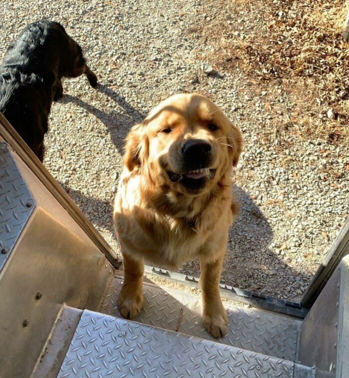 35 Times UPS Drivers Were Lucky To Meet Dogs On Their Routes And Shared The Pics On This Group (New Pics)