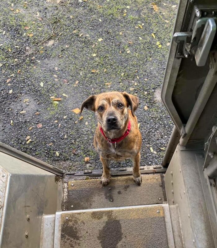 35 Times UPS Drivers Were Lucky To Meet Dogs On Their Routes And Shared The Pics On This Group (New Pics)