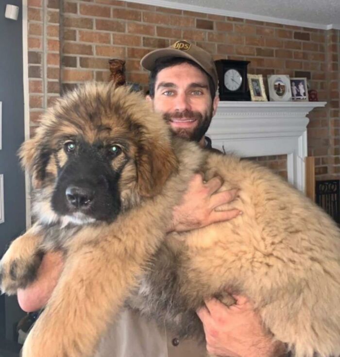 35 Times UPS Drivers Were Lucky To Meet Dogs On Their Routes And Shared The Pics On This Group (New Pics)