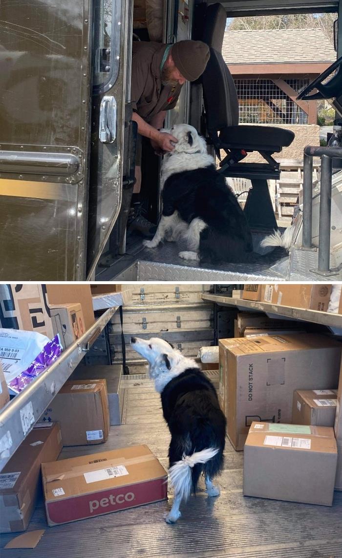 35 Times UPS Drivers Were Lucky To Meet Dogs On Their Routes And Shared The Pics On This Group (New Pics)