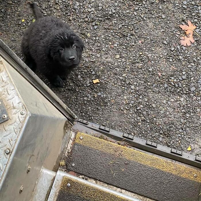 35 Times UPS Drivers Were Lucky To Meet Dogs On Their Routes And Shared The Pics On This Group (New Pics)