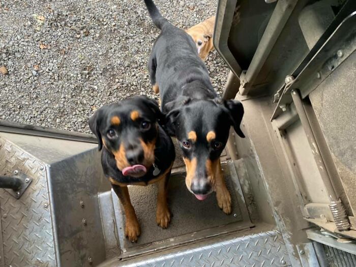 35 Times UPS Drivers Were Lucky To Meet Dogs On Their Routes And Shared The Pics On This Group (New Pics)