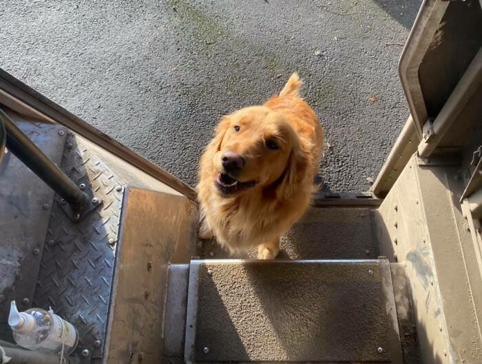 35 Times UPS Drivers Were Lucky To Meet Dogs On Their Routes And Shared The Pics On This Group (New Pics)