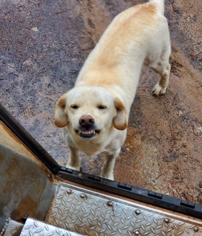 35 Times UPS Drivers Were Lucky To Meet Dogs On Their Routes And Shared The Pics On This Group (New Pics)
