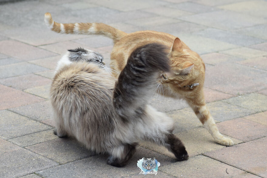 My Cats Are Ninjas