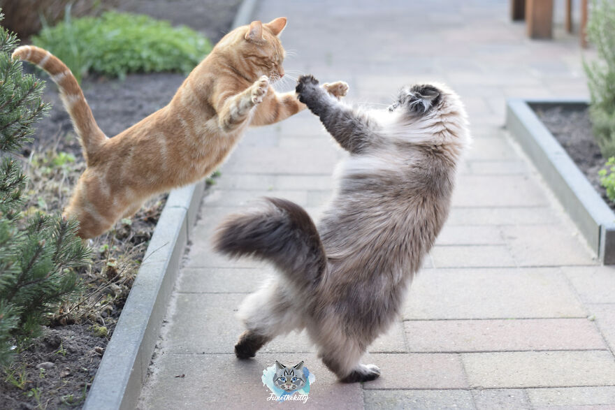 My Cats Are Ninjas