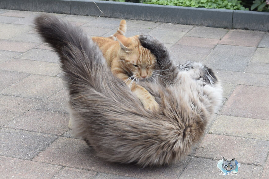 My Cats Are Ninjas