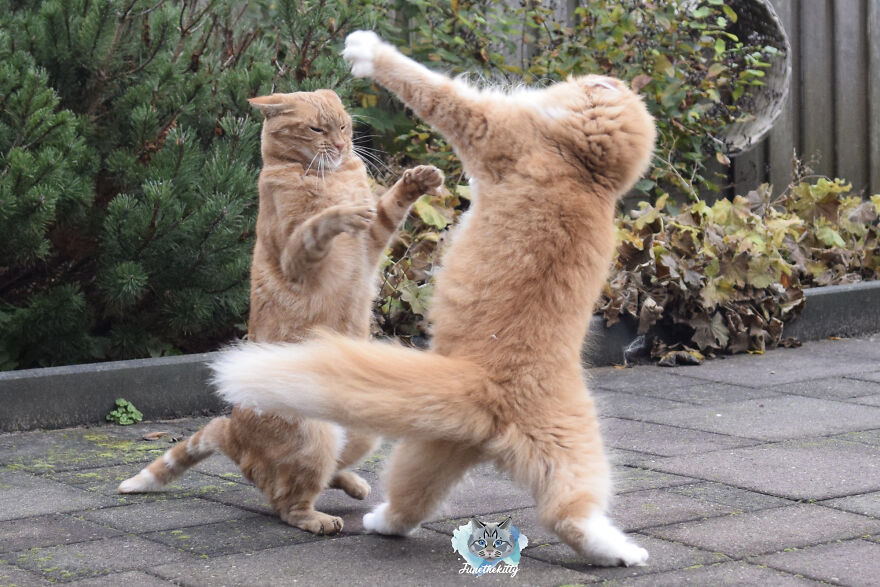 My Cats Are Ninjas