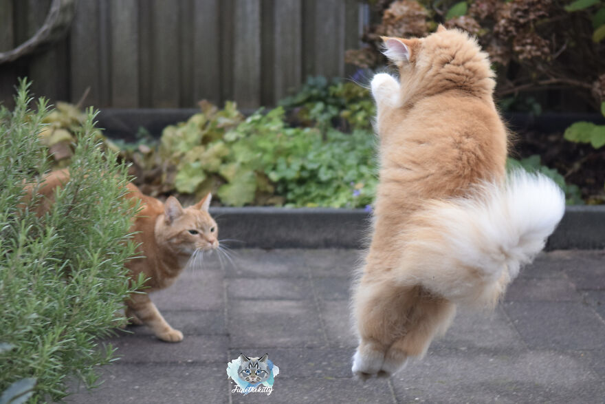 My Cats Are Ninjas