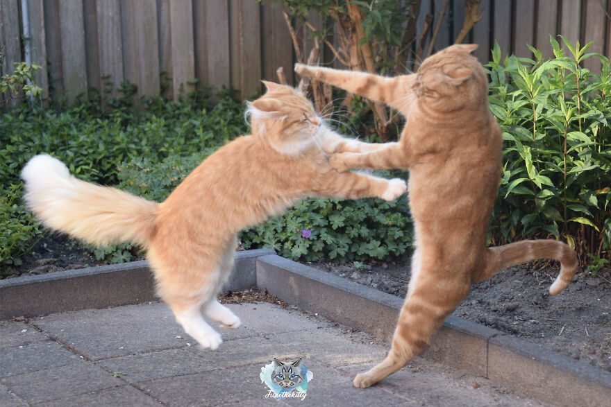 My Cats Are Ninjas