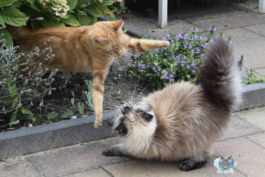My Cats Are Ninjas