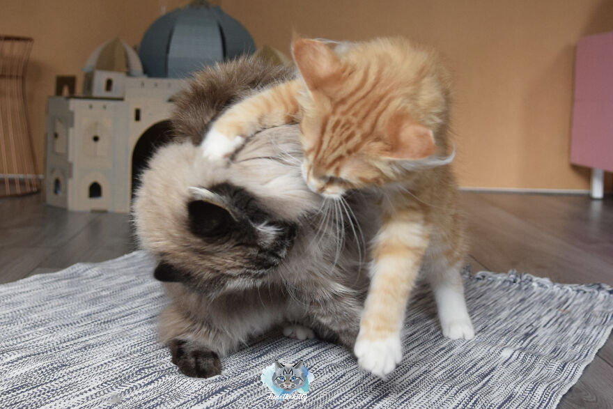 My Cats Are Ninjas