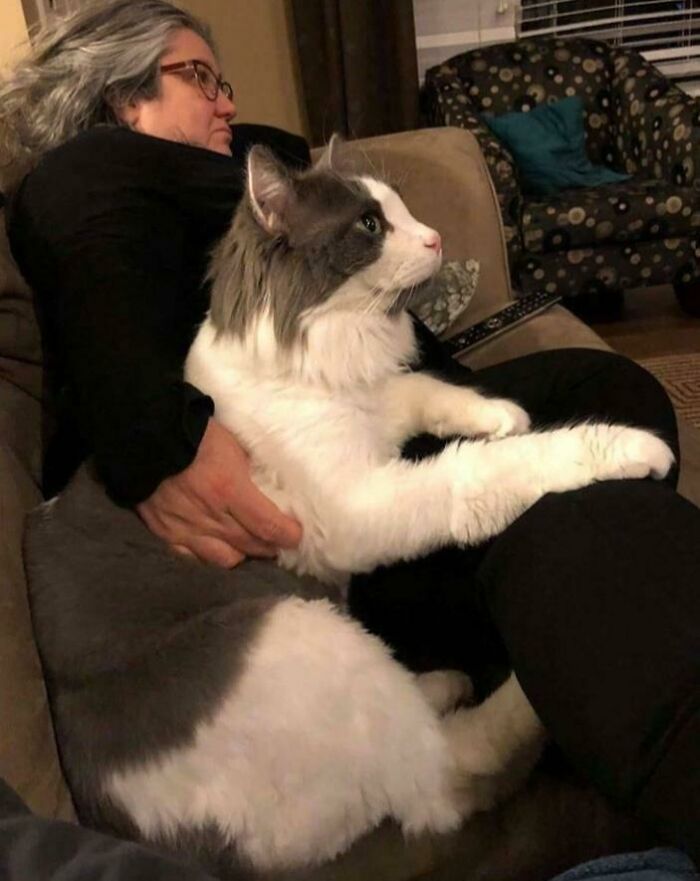 35 Cats Who Don&#8217;t Understand How BIG They Are