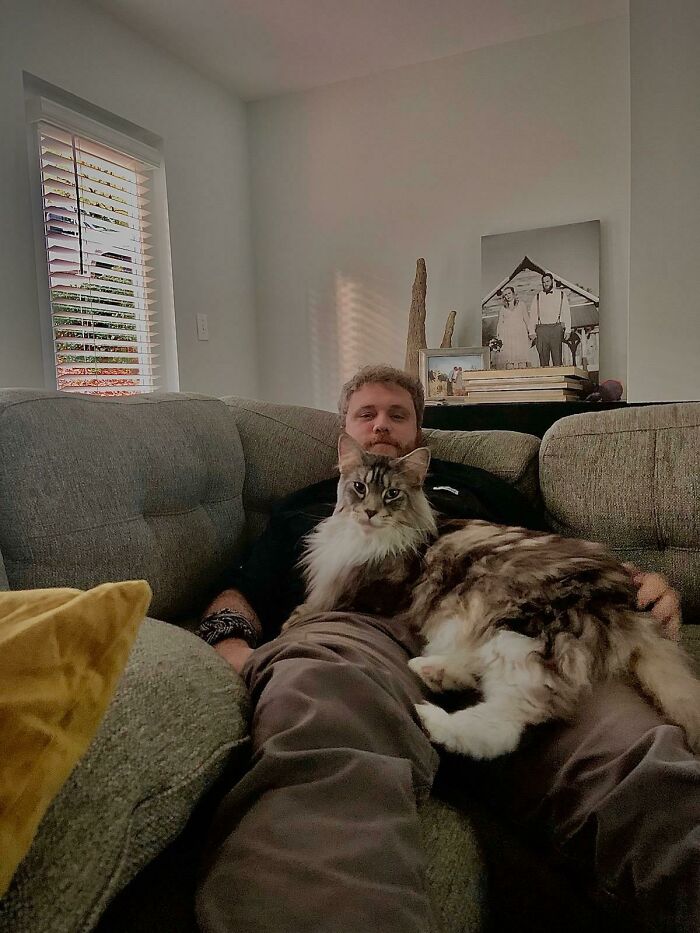 35 Cats Who Don&#8217;t Understand How BIG They Are