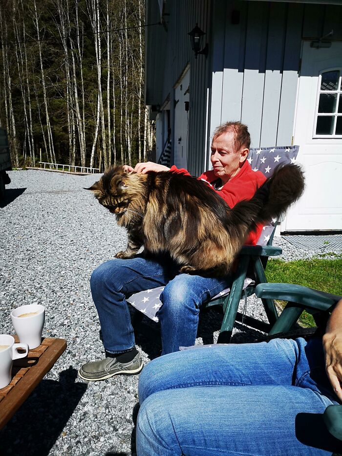 35 Cats Who Don&#8217;t Understand How BIG They Are