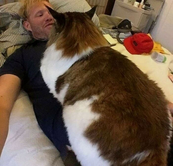 35 Cats Who Don&#8217;t Understand How BIG They Are