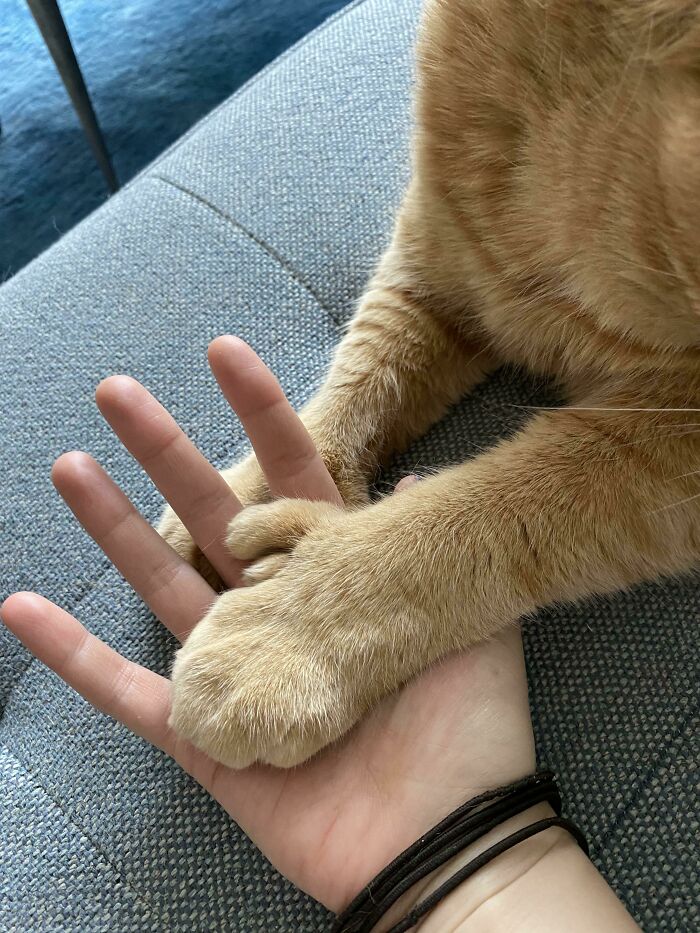 35 Cats Who Don&#8217;t Understand How BIG They Are