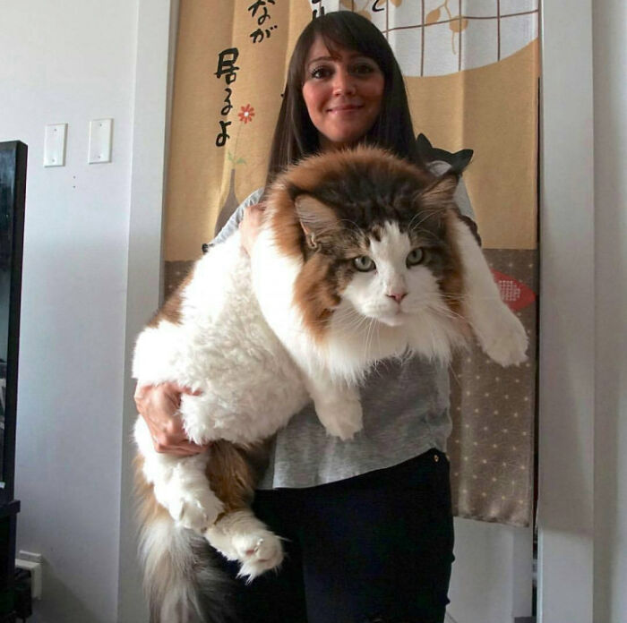 35 Cats Who Don&#8217;t Understand How BIG They Are