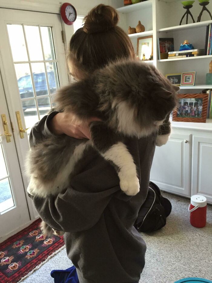 35 Cats Who Don&#8217;t Understand How BIG They Are