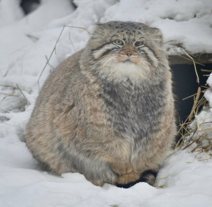 35 Cats Who Don&#8217;t Understand How BIG They Are