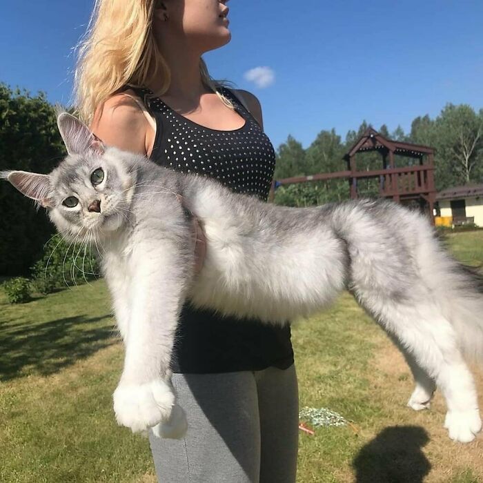35 Cats Who Don&#8217;t Understand How BIG They Are