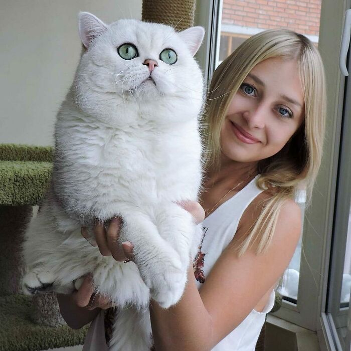 35 Cats Who Don&#8217;t Understand How BIG They Are