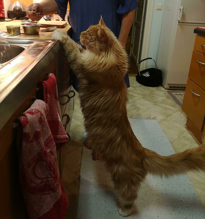 35 Cats Who Don&#8217;t Understand How BIG They Are