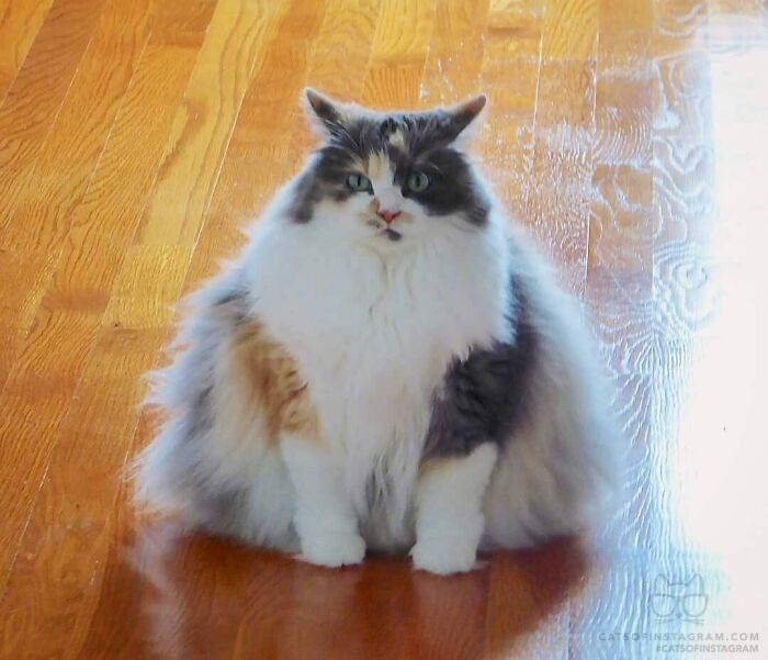 35 Cats Who Don&#8217;t Understand How BIG They Are