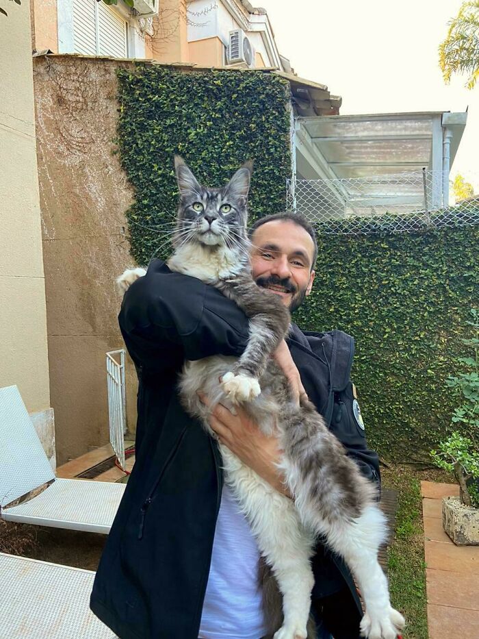 35 Cats Who Don&#8217;t Understand How BIG They Are