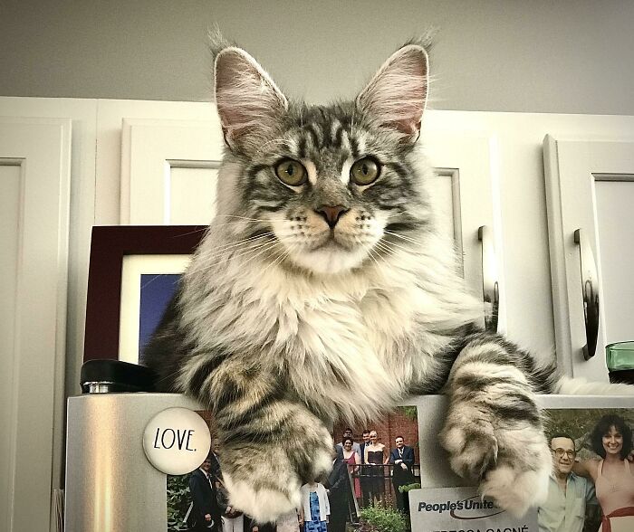 35 Cats Who Don&#8217;t Understand How BIG They Are
