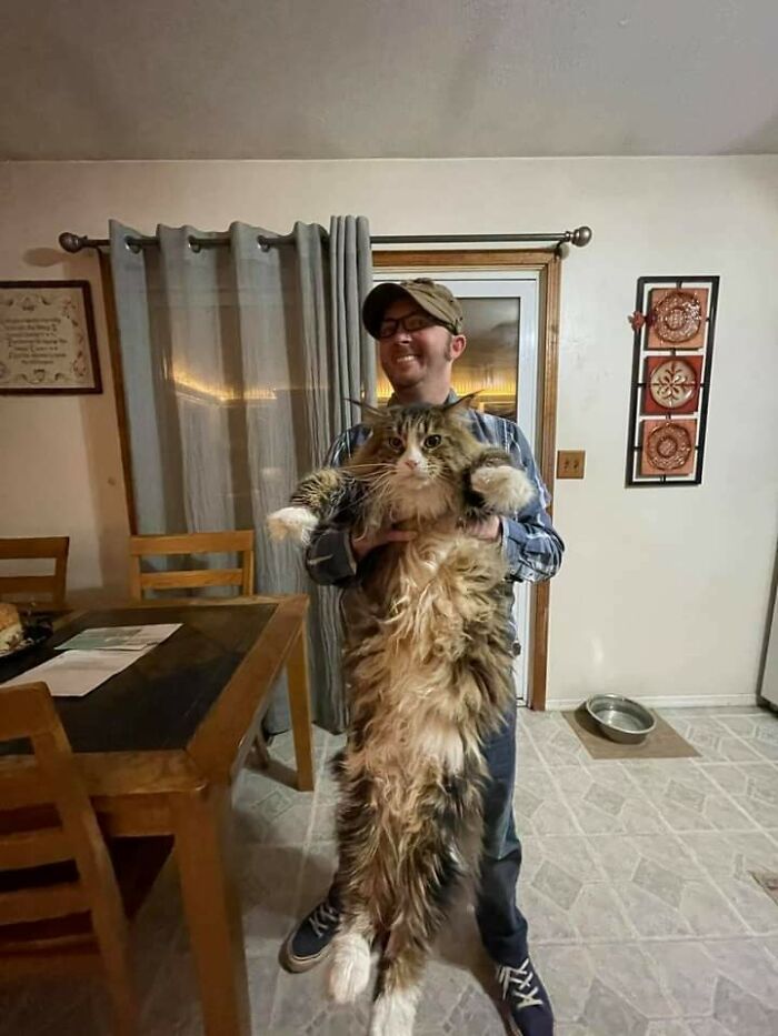 35 Cats Who Don&#8217;t Understand How BIG They Are