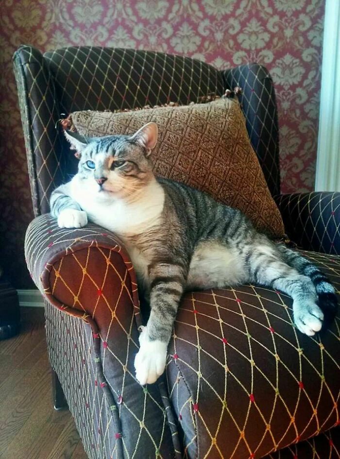 35 Cats Who Don&#8217;t Understand How BIG They Are