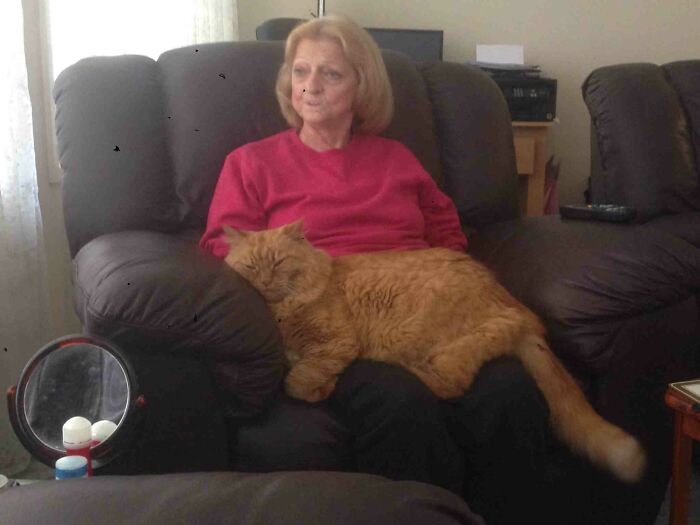 35 Cats Who Don&#8217;t Understand How BIG They Are
