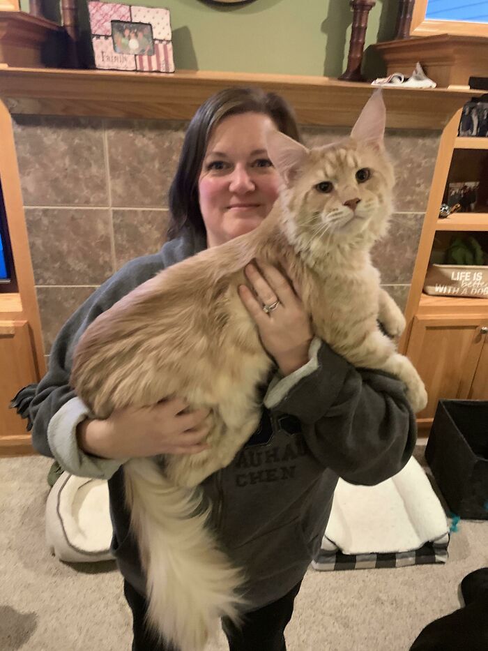 35 Cats Who Don&#8217;t Understand How BIG They Are