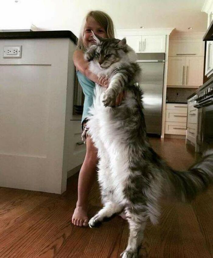 35 Cats Who Don&#8217;t Understand How BIG They Are