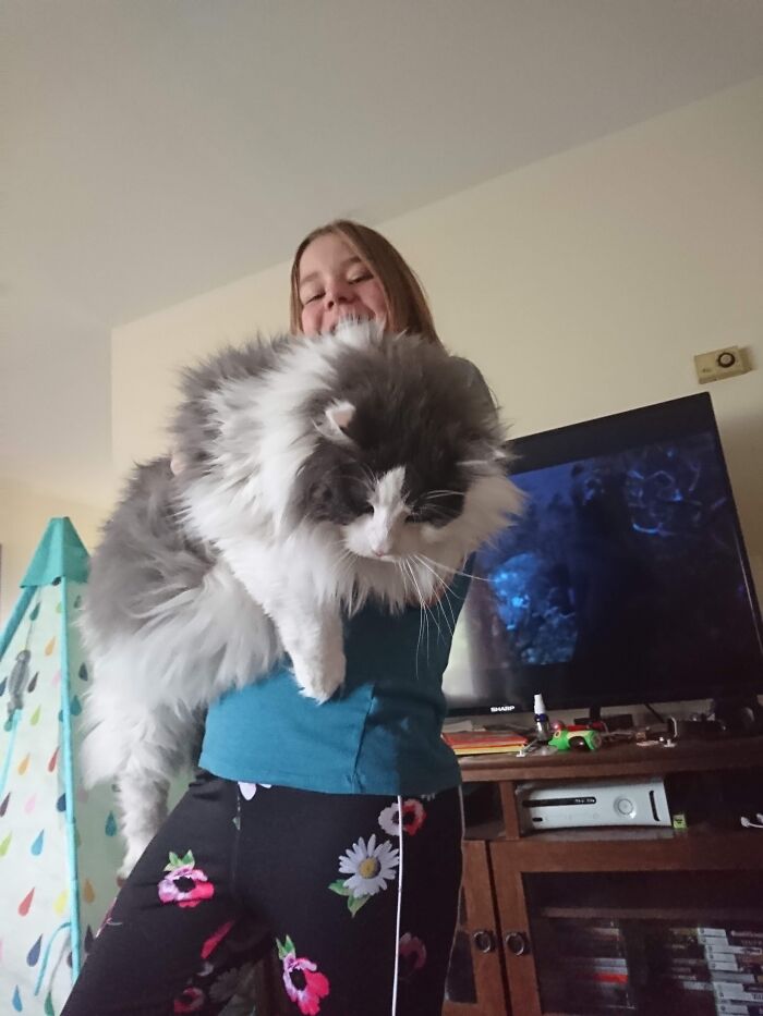 35 Cats Who Don&#8217;t Understand How BIG They Are