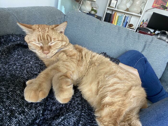 35 Cats Who Don&#8217;t Understand How BIG They Are
